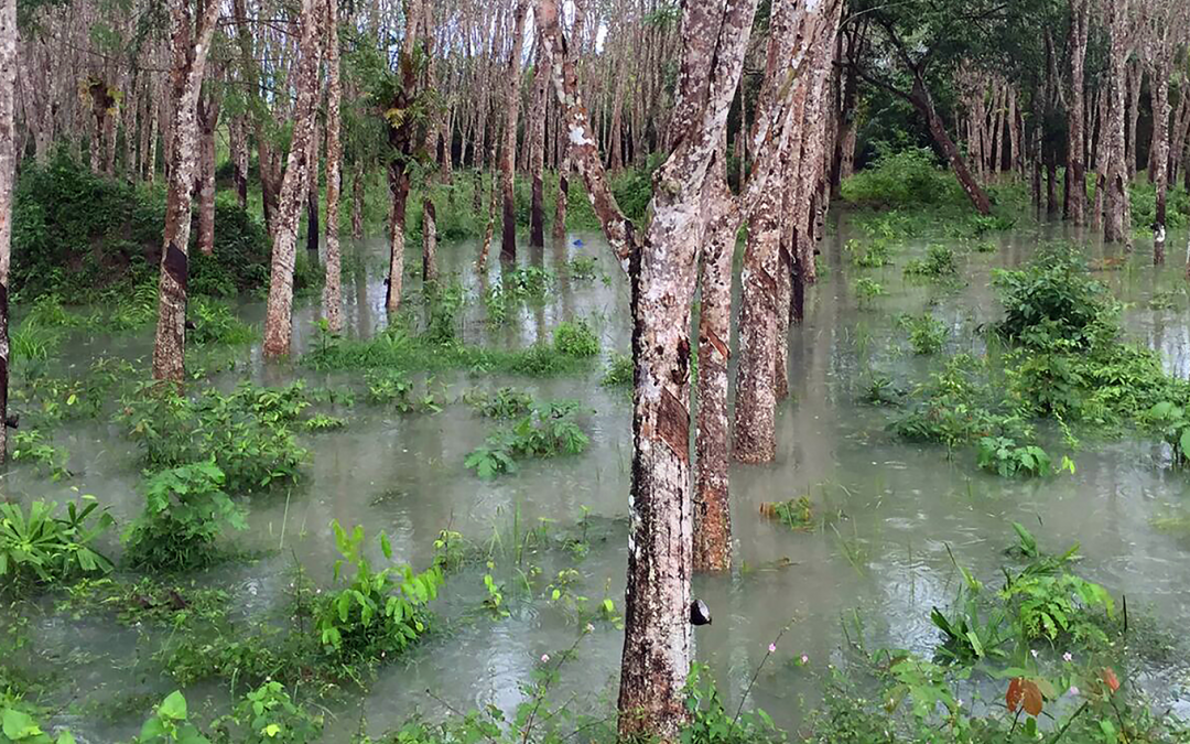 Thailand approves measures to tackle ‘rubber crisis’